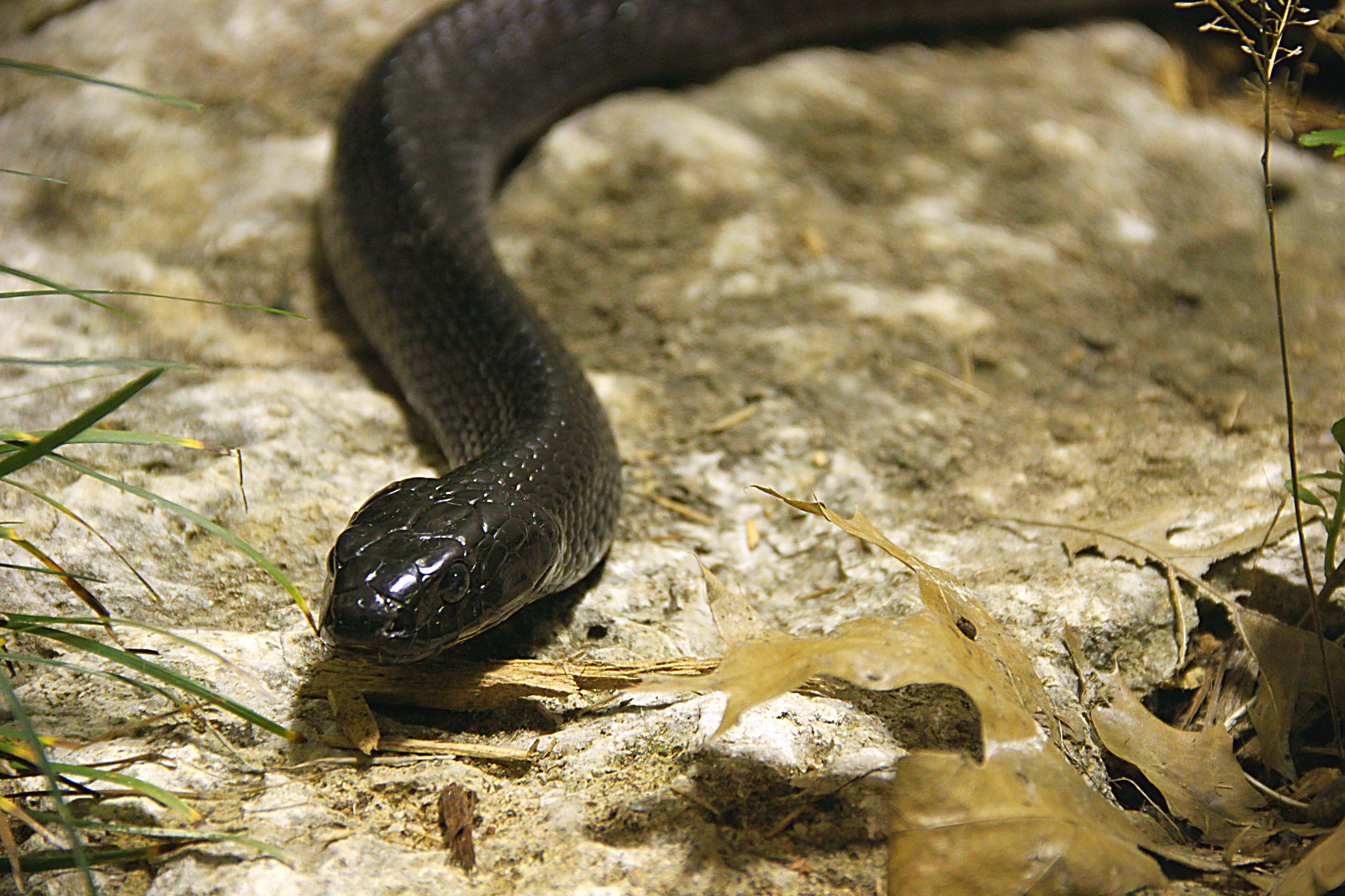 Greek Snake